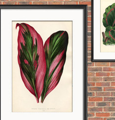 Framed Tropical leaves on Brick wall