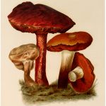 Vintage Brown Mushroom Image