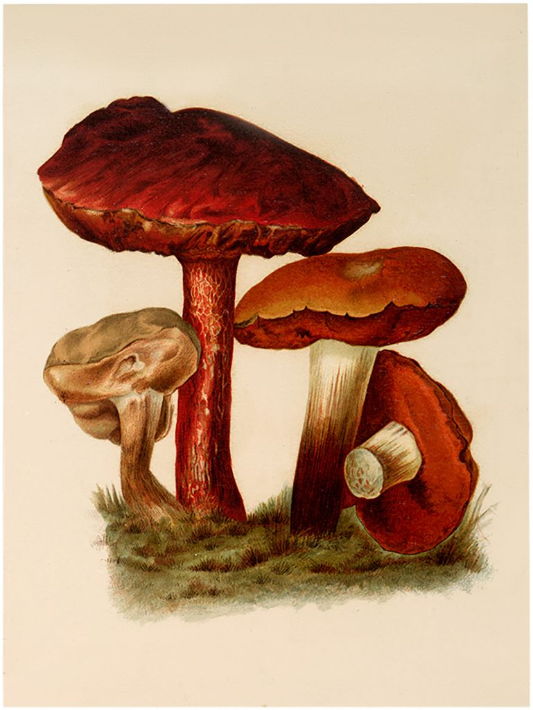 Vintage Brown Mushroom Image