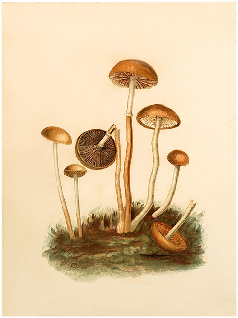 Vintage Fairy Mushrooms Image