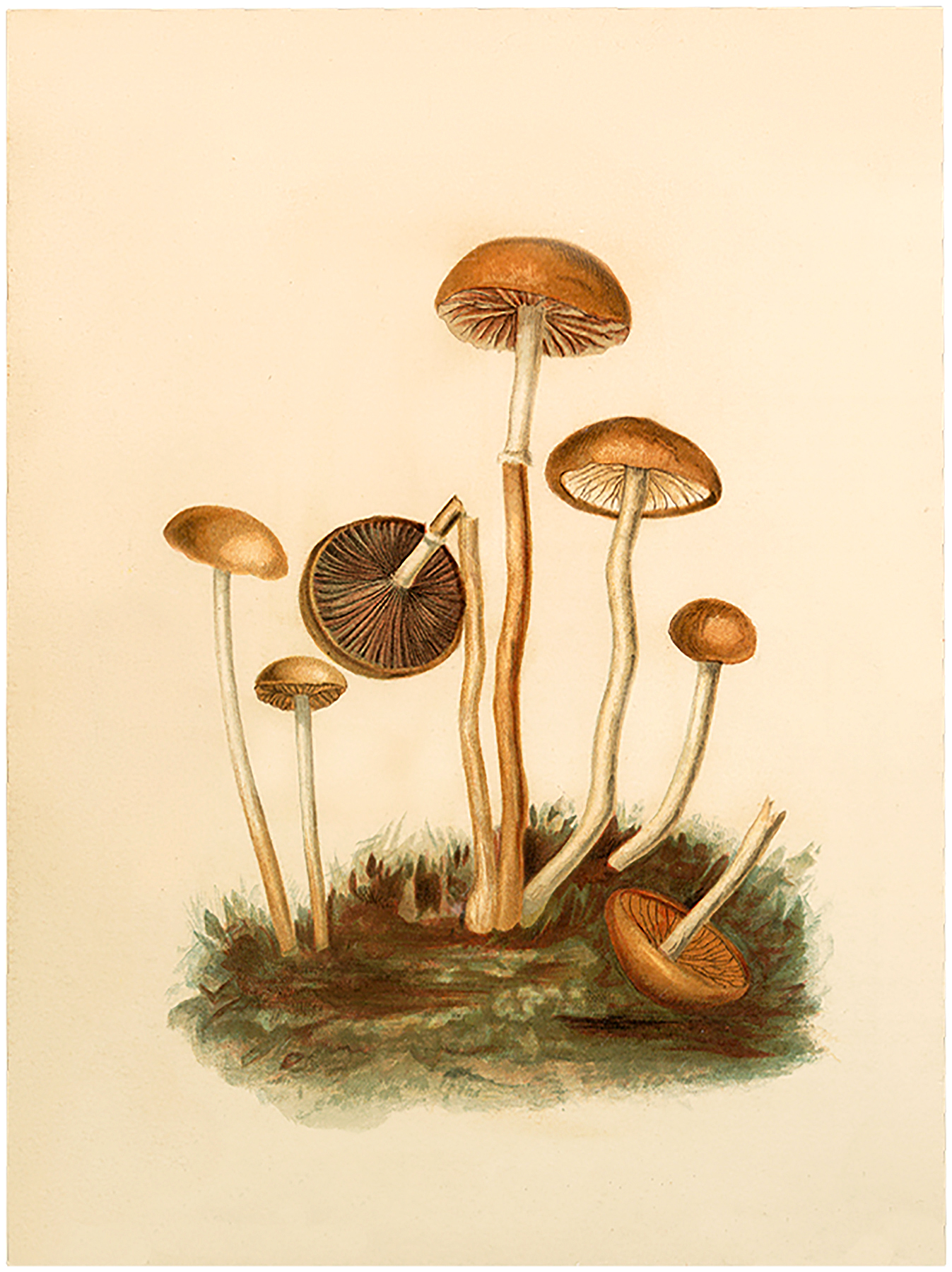 Vintage Fairy Mushrooms Image - The Graphics Fairy