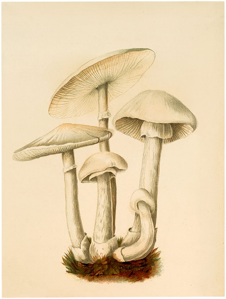 Vintage White Mushrooms Image