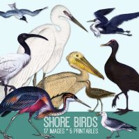 shore birds collage