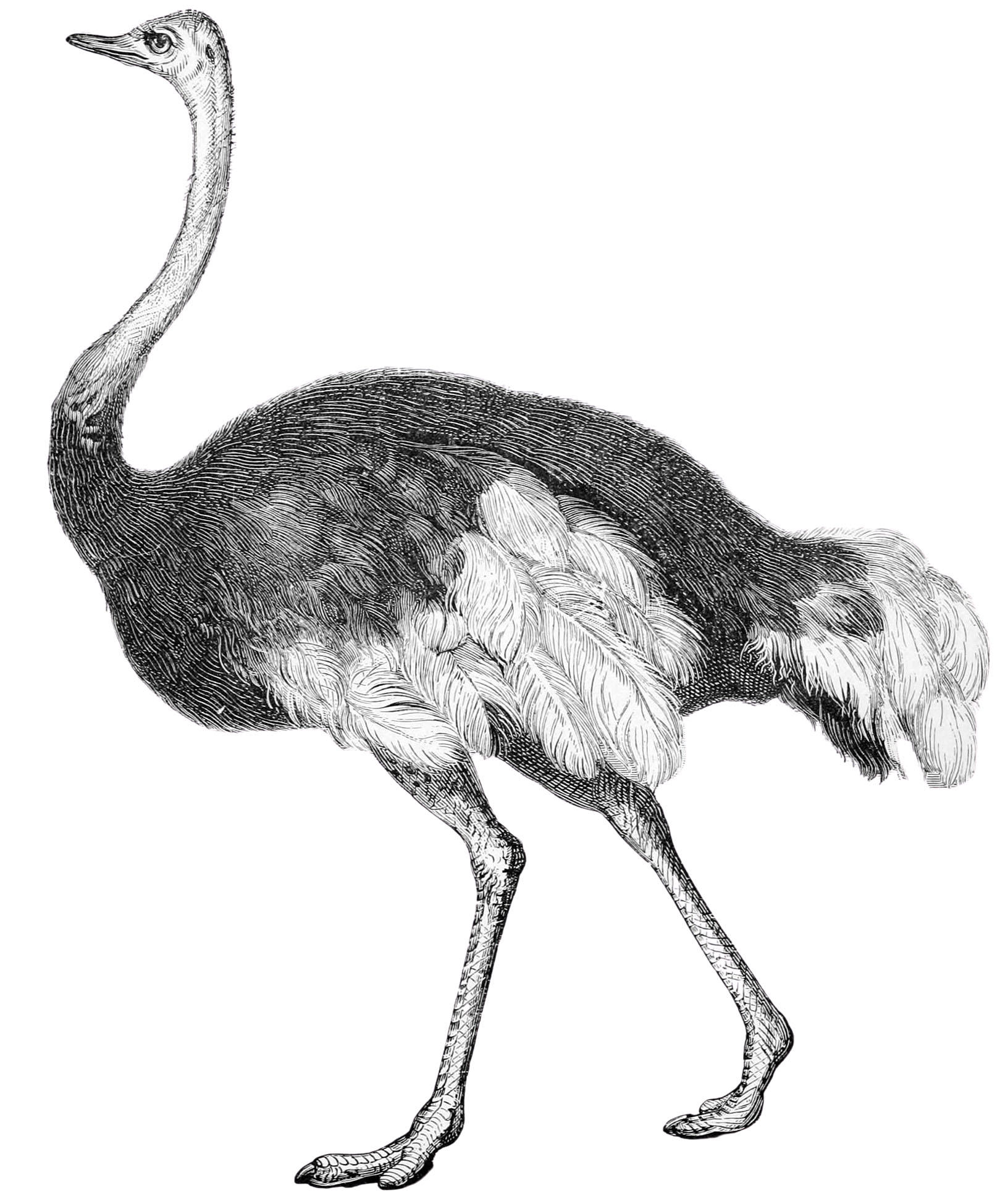 Black and White Ostrich Clipart