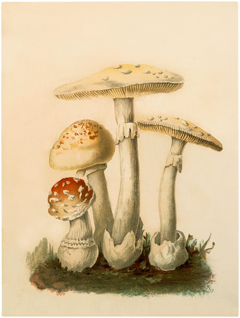 28 Mushroom Images - Vintage! - The Graphics Fairy