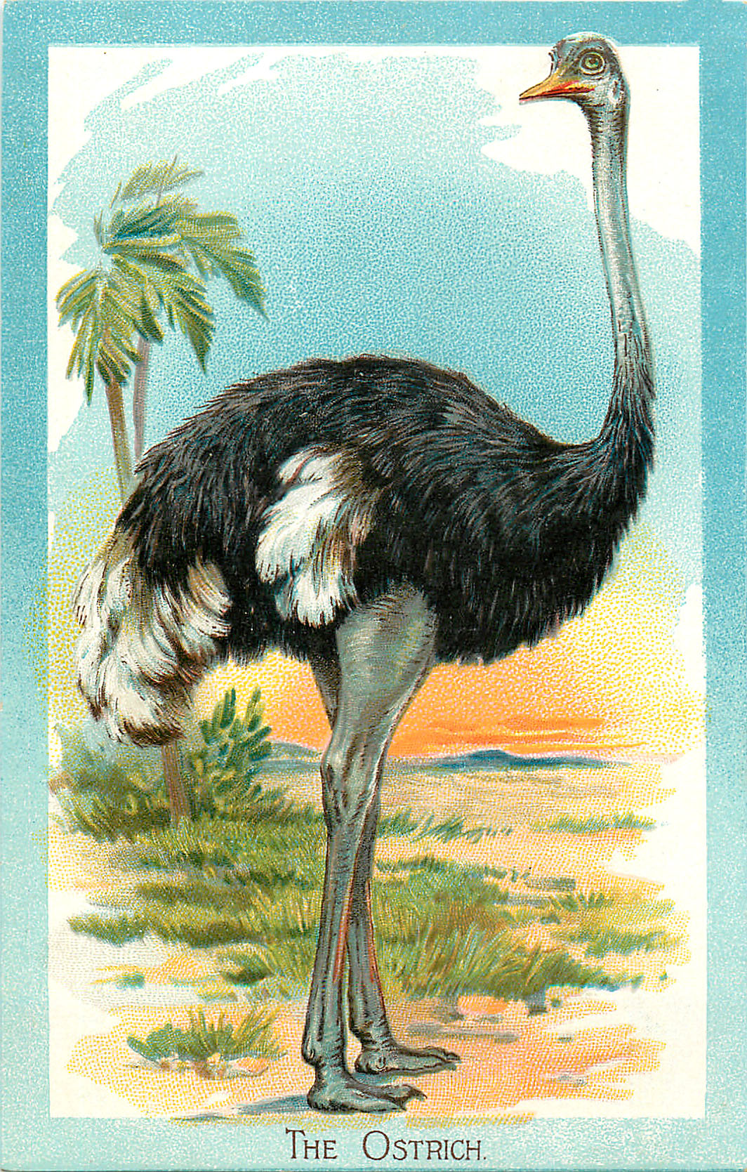 Picture of a Ostrich