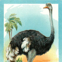 Ostrich Thm