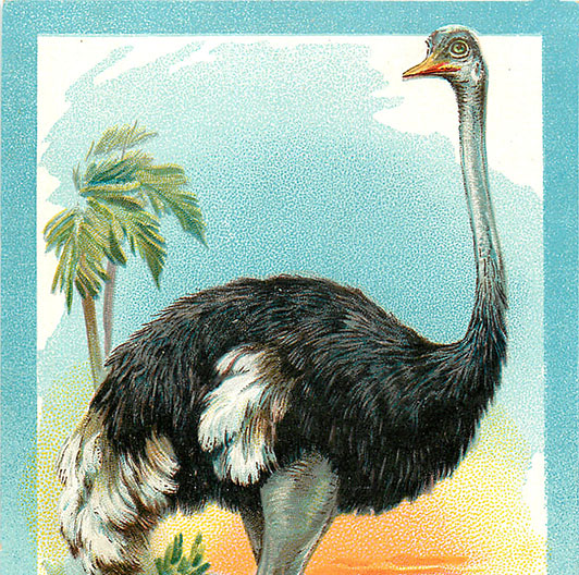 Wallpaper field grass bird ostrich images for desktop section животные   download