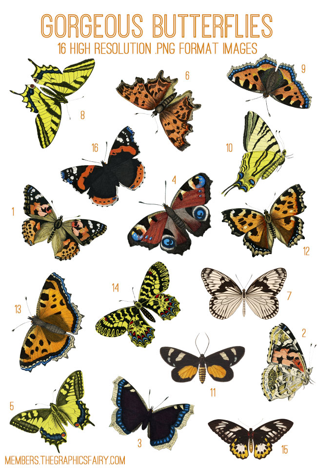 butterflies_image_list_graphicsfairy