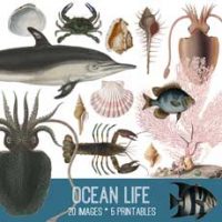 ocean life collage with fish and dolphin