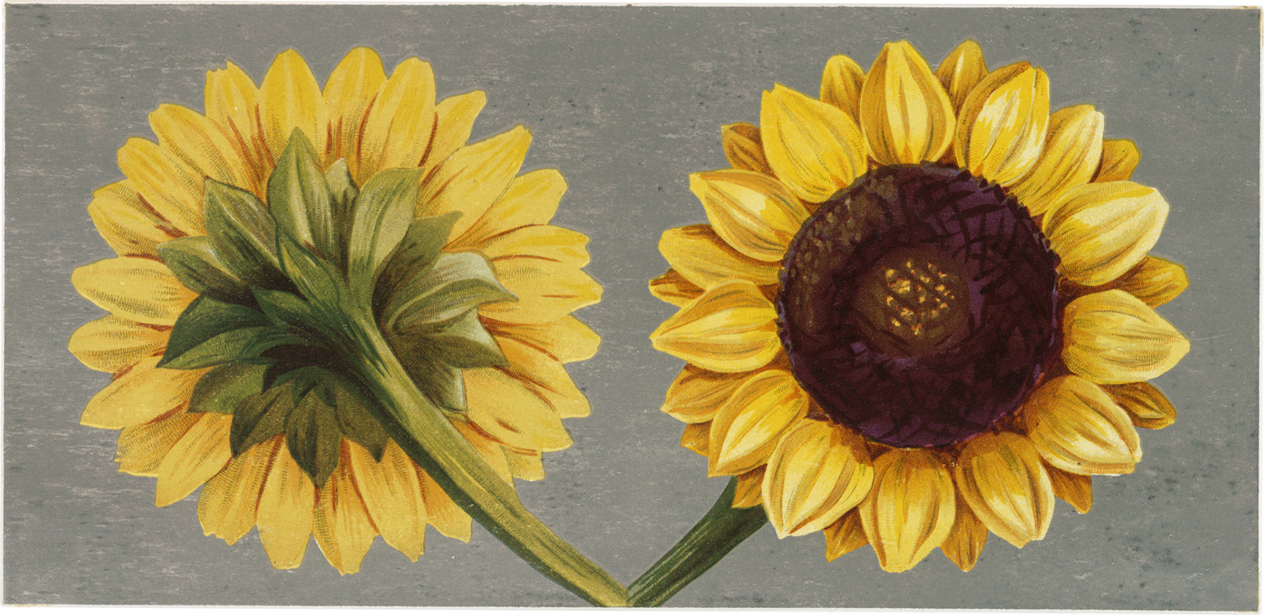 Download Free Vintage Sunflowers Download! - The Graphics Fairy