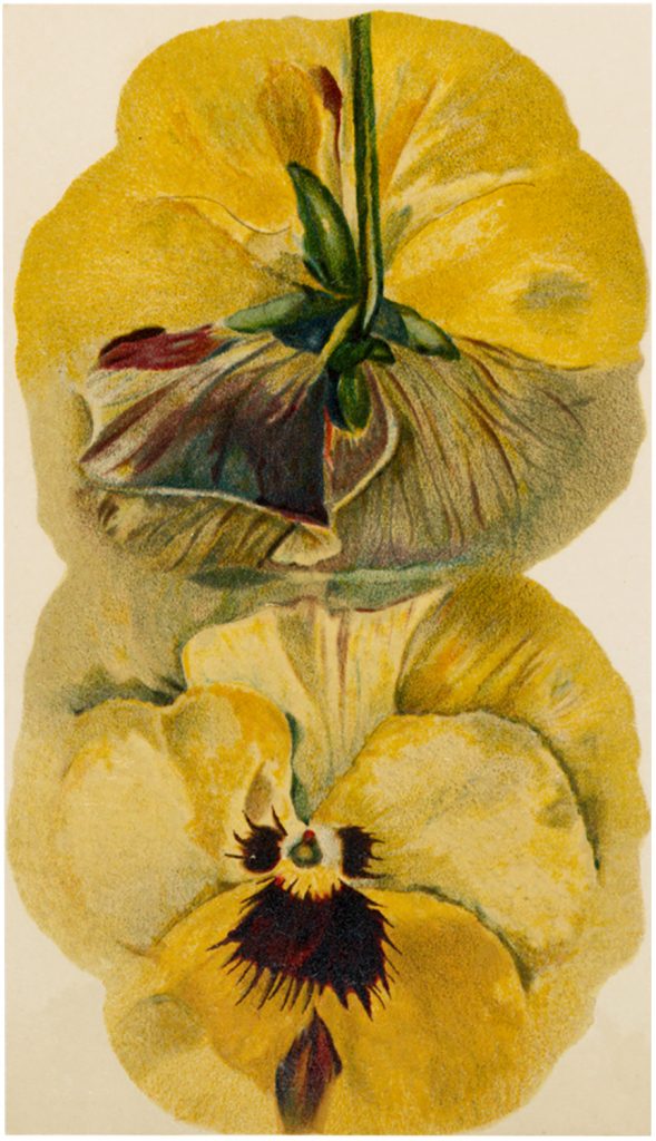 Vintage Yellow Pansy Clipart