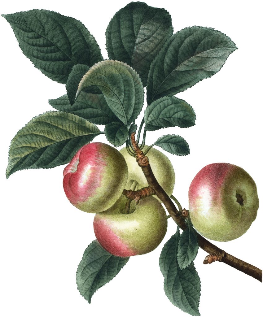 Botanical Apple Clipart Branch