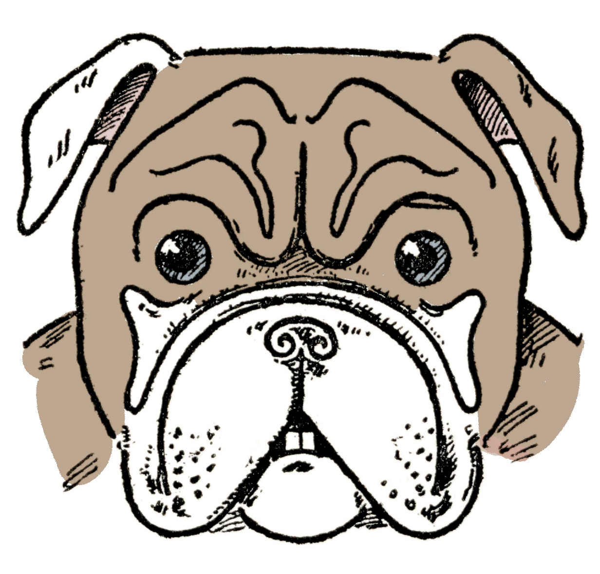 Dog Drawing (Bulldog, Pug, Dachshund) - The Graphics Fairy