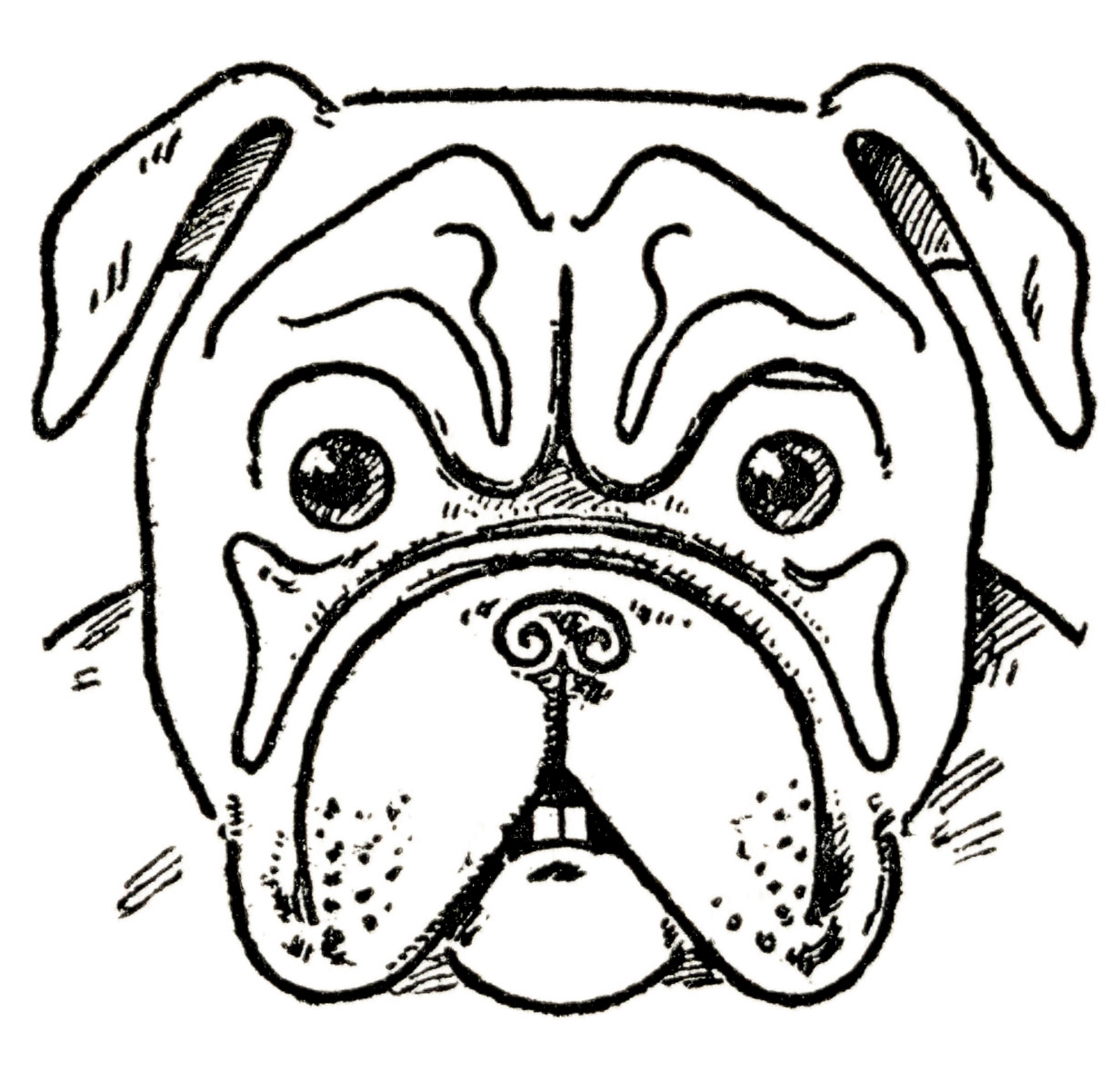 mean bulldogs drawings