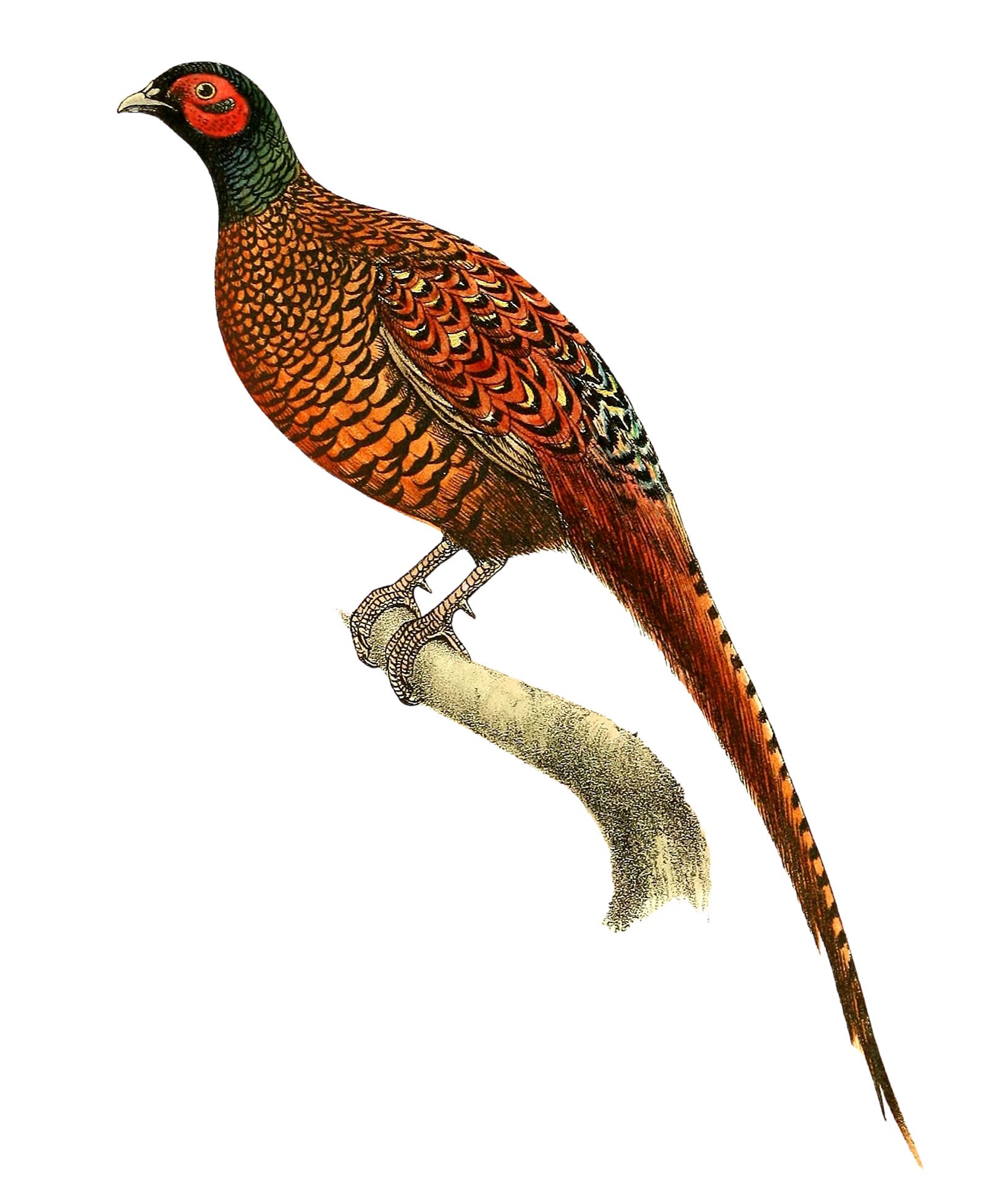 Picture of a Pheasant