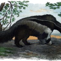 Vintage Anteater Image