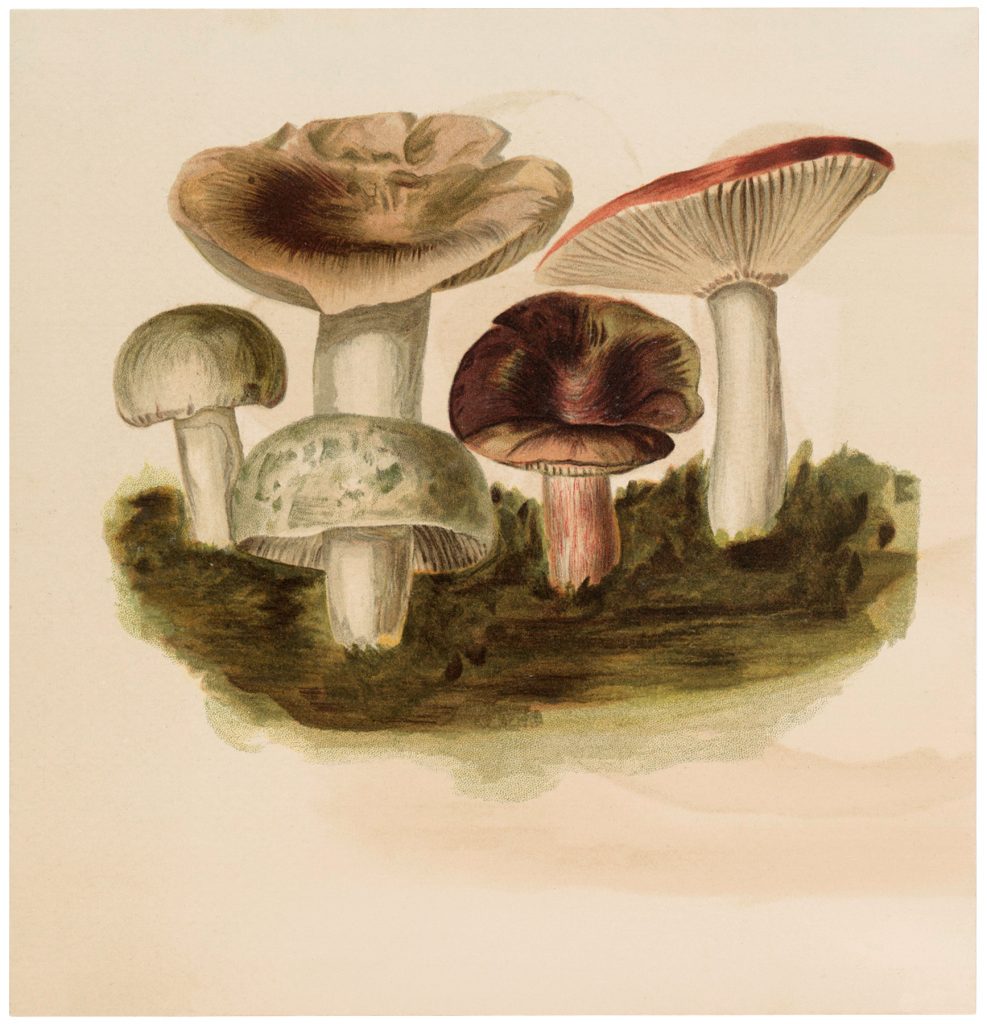 Vintage Mushroom Collection Image