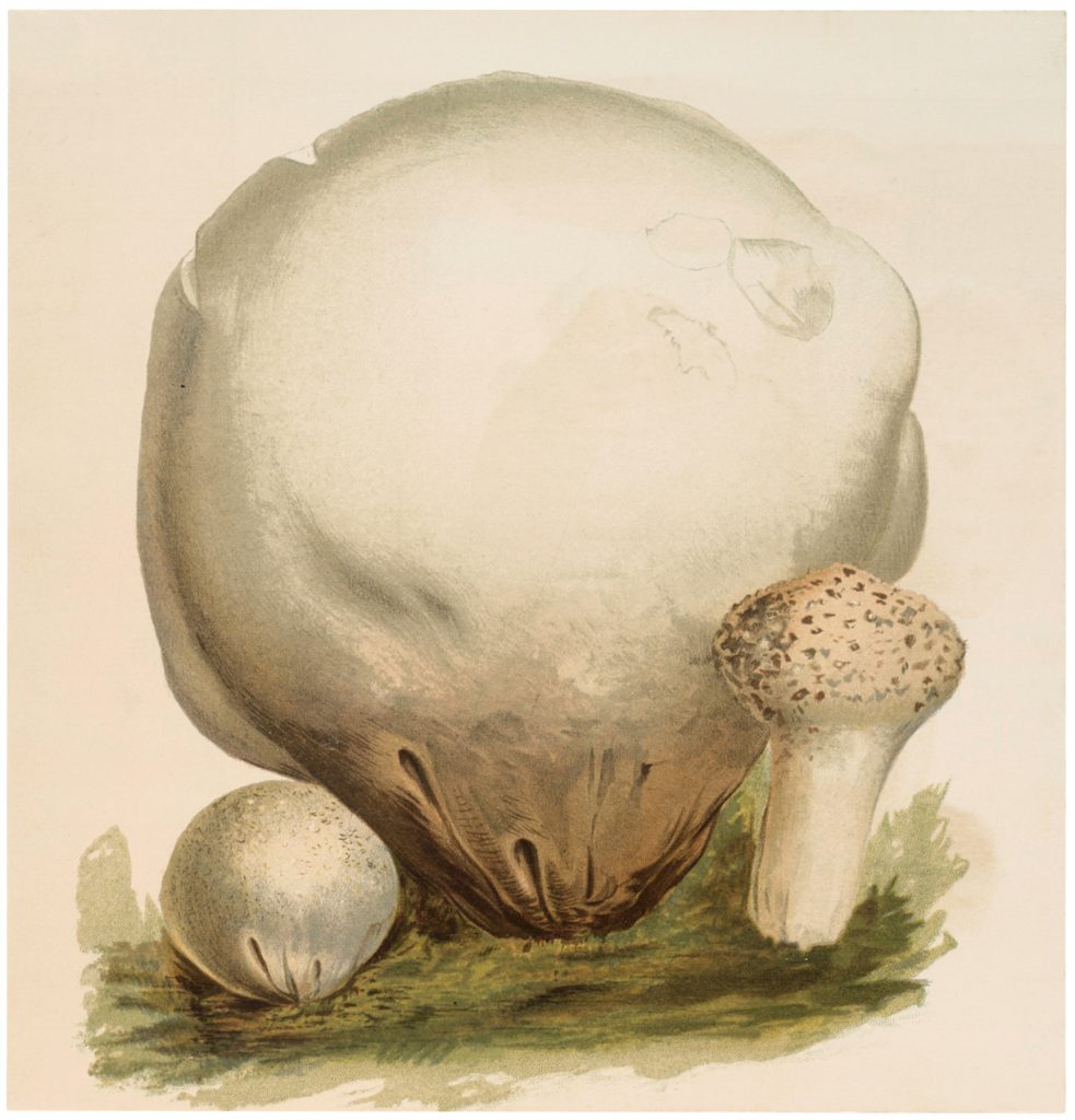 Vintage Puffball Mushrooms Image