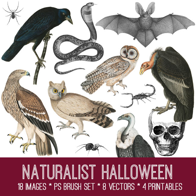 Naturalist Halloween Image Kit