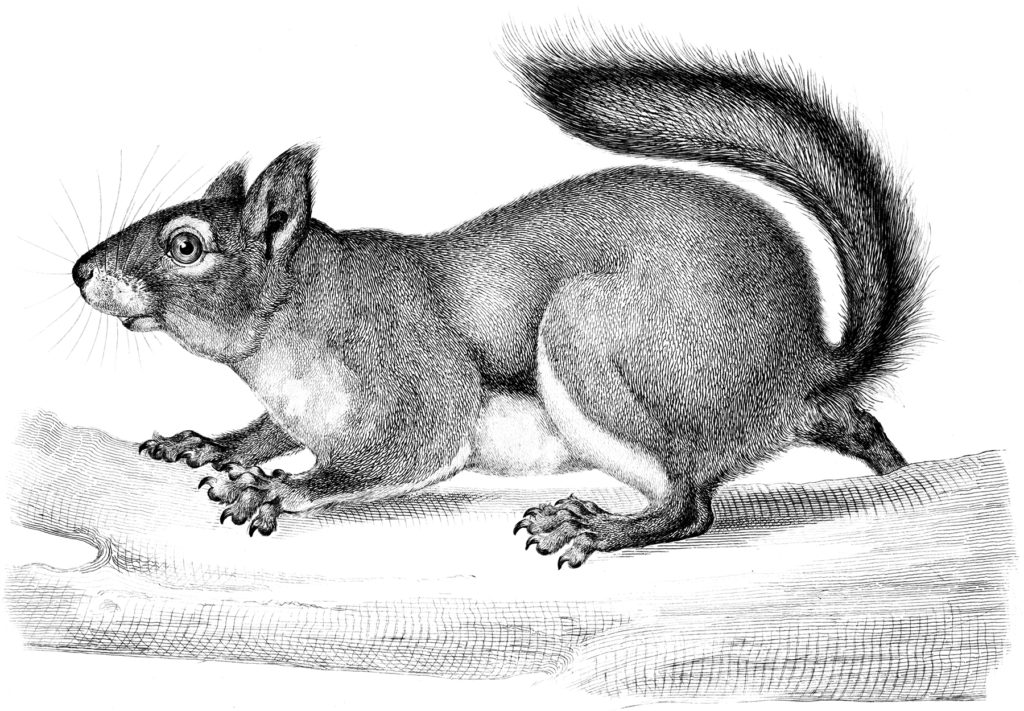 Antique Squirrel Engraving