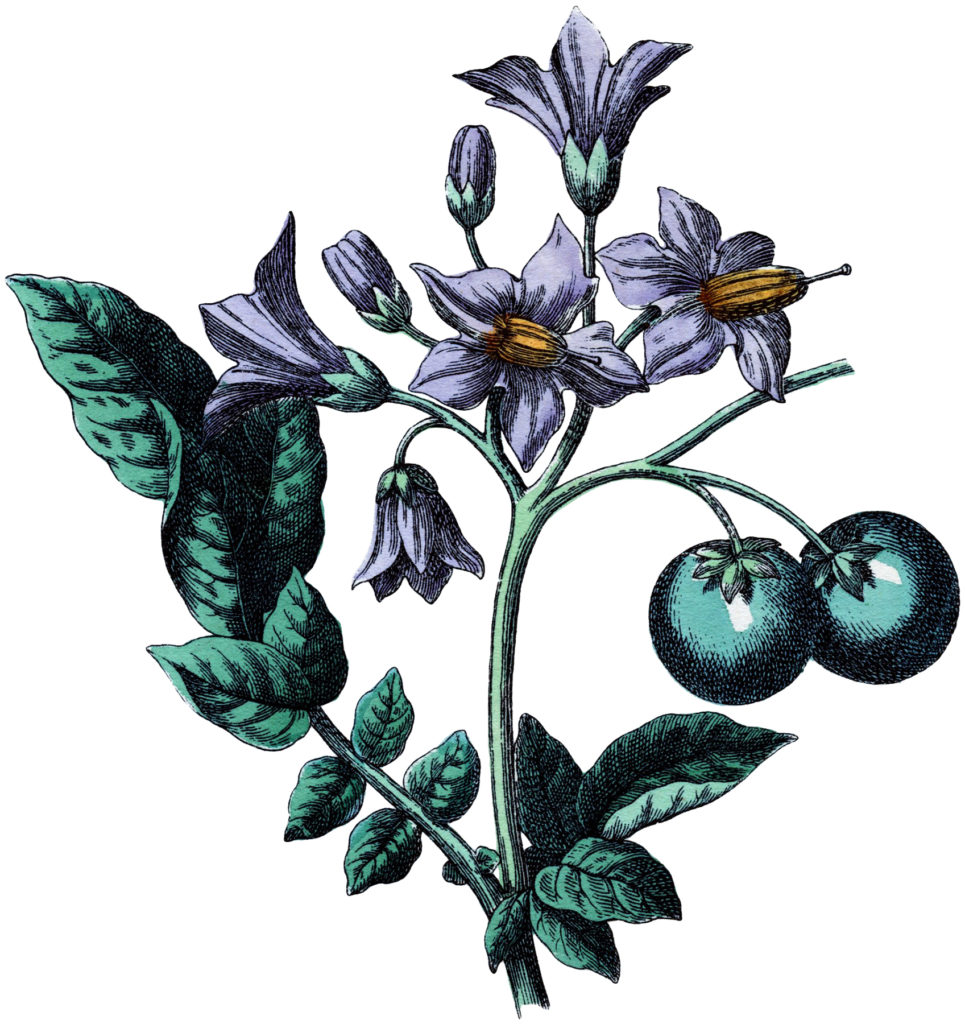 Botanical Potato Flower Image