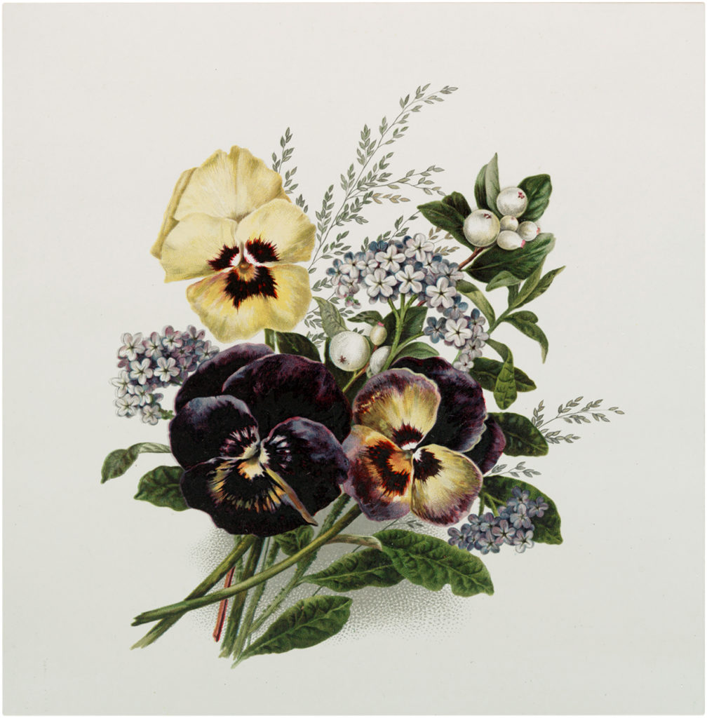 Pansy Bouquet Image