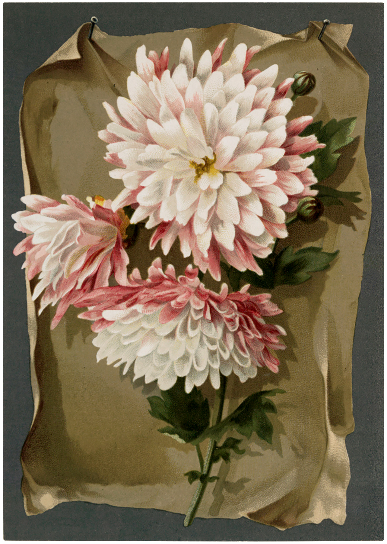 Vintage Pink Mums Image! - The Graphics Fairy1283 x 1800