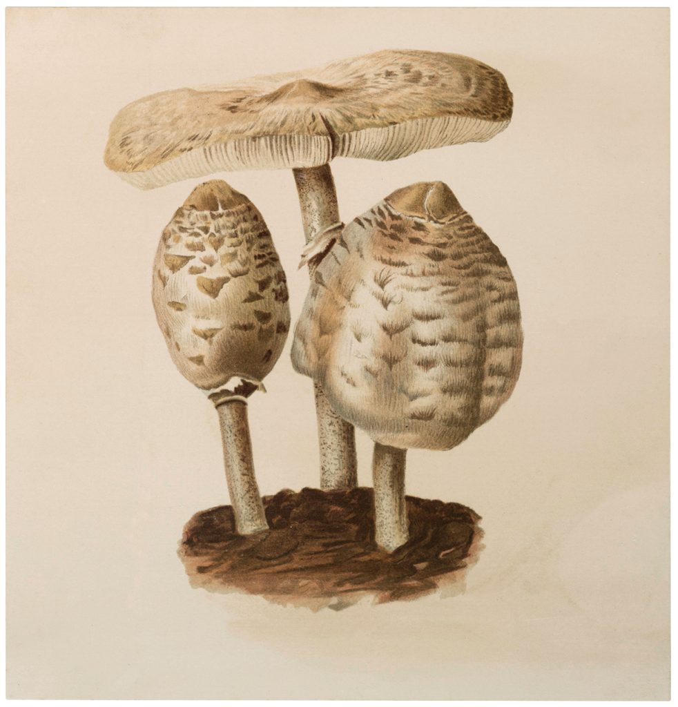 Vintage White Mushrooms Image