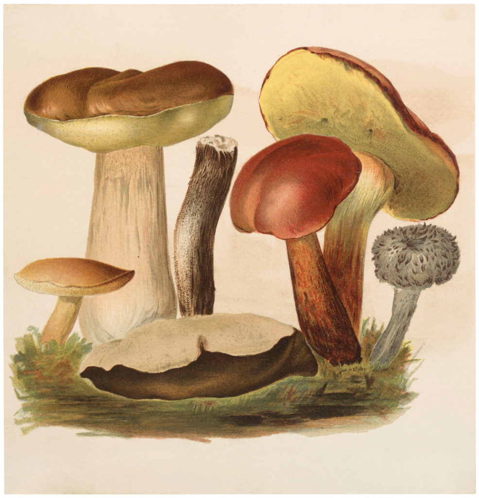 Vintage Wild Mushrooms Image