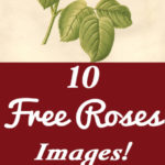 10 Free Vintage Roses Images
