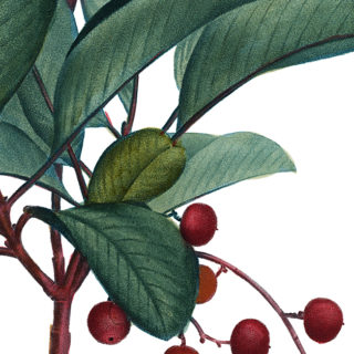 red berries plant image
