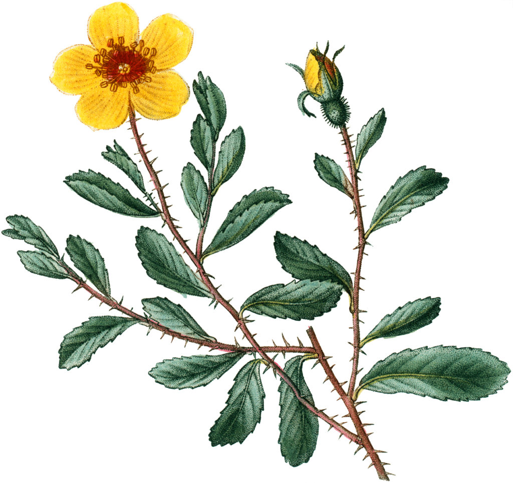 Botanical Yellow Rose Image