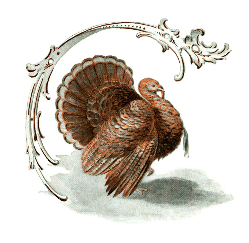 Public Domain Turkey Image