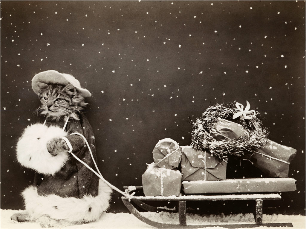 Vintage Christmas Kitty Photo