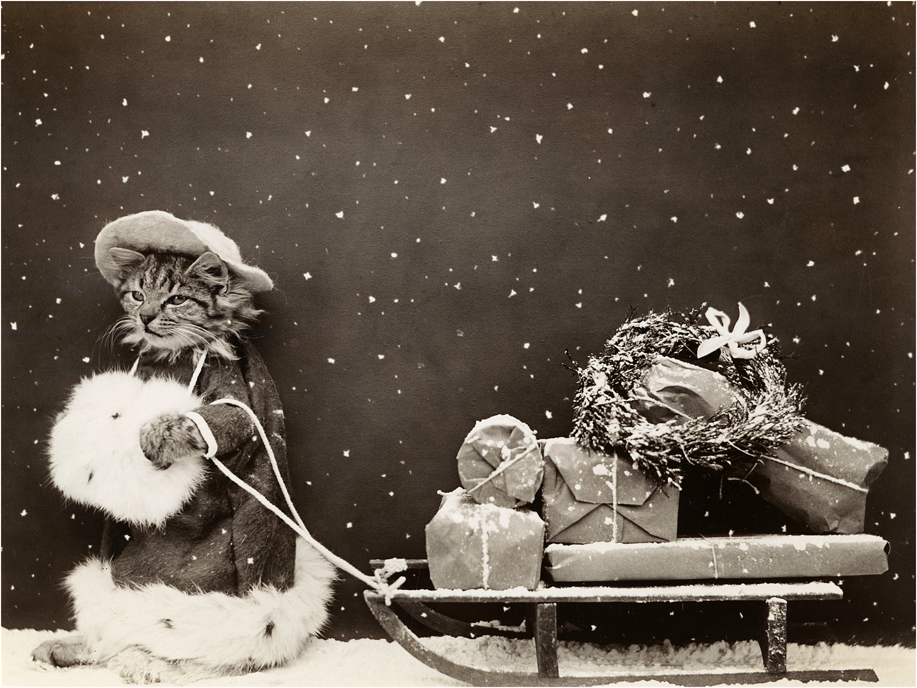 Super Cute Vintage Christmas Kitty Photo! - The Graphics Fairy