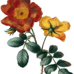 Vintage Orange Roses Image