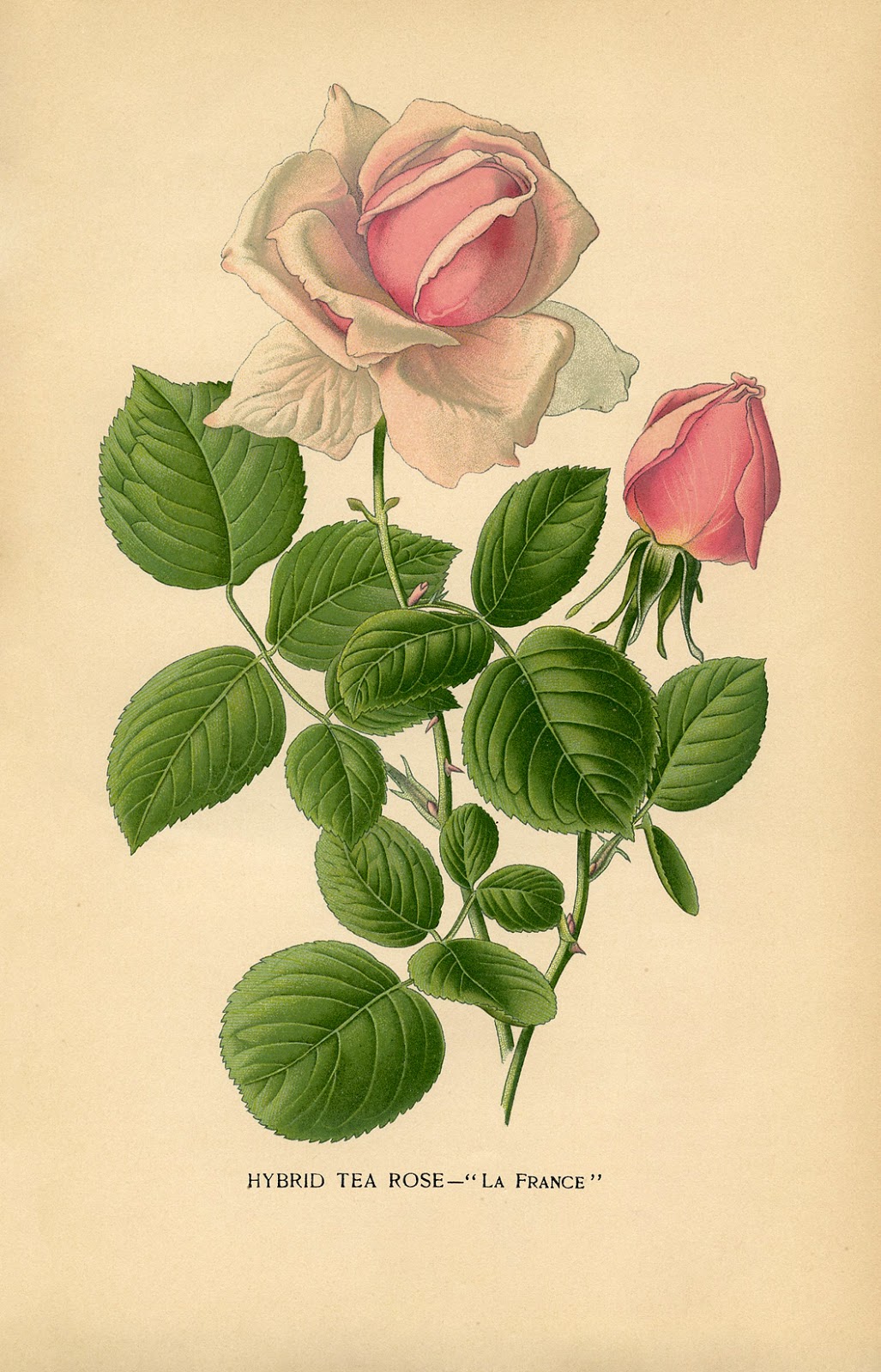 Vintage Printable Tea Rose