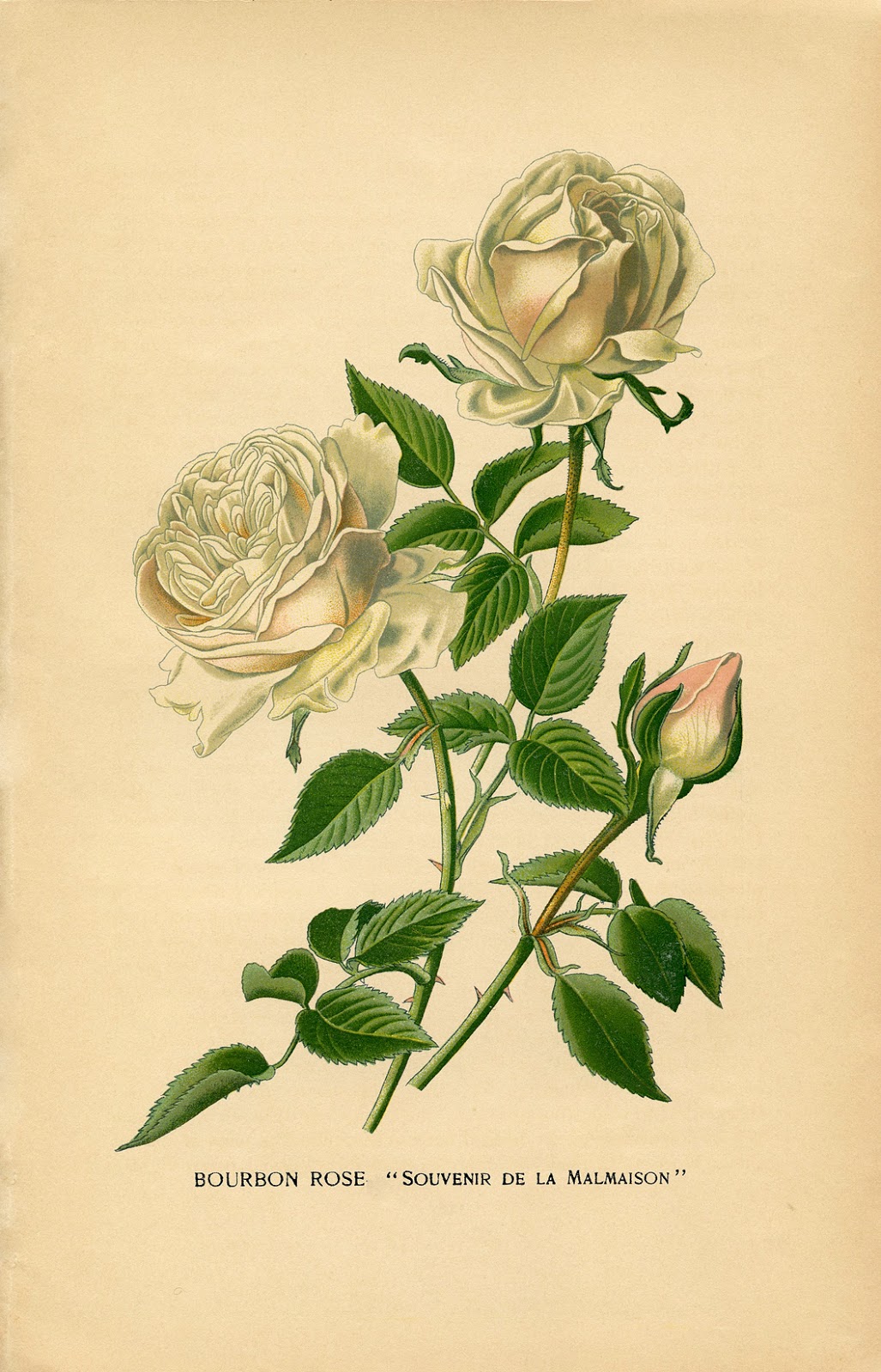 Free Vintage Roses Images Gorgeous The Graphics Fairy