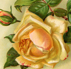 Yellow Rose Dove Picture