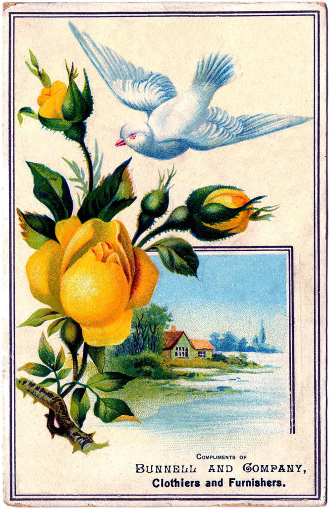 Yellow Roses Dove Picture