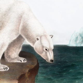 Polar Bear by water Image