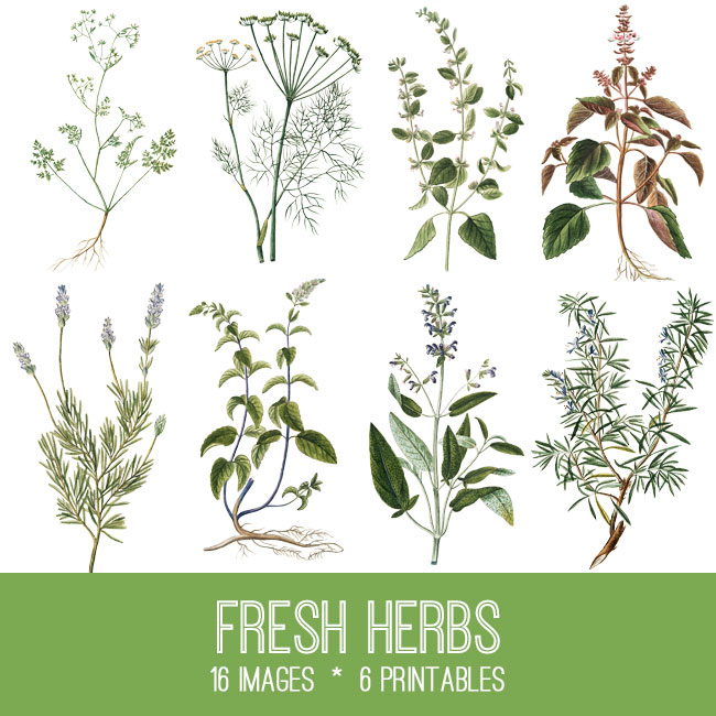 Herbs Image Kit