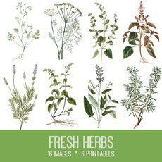 Herbs Collage