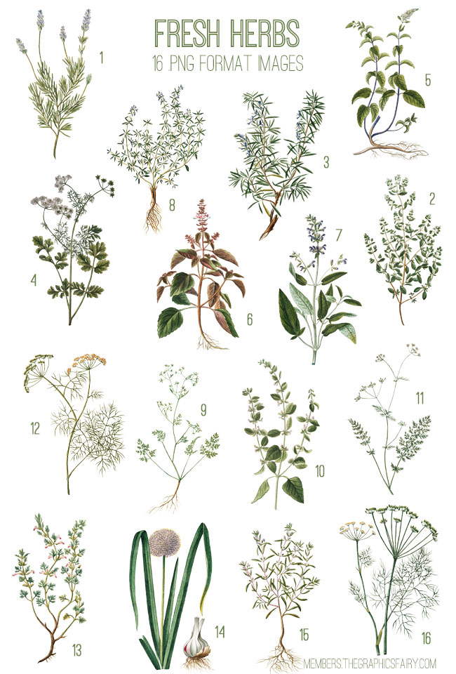Herbs Image Kit