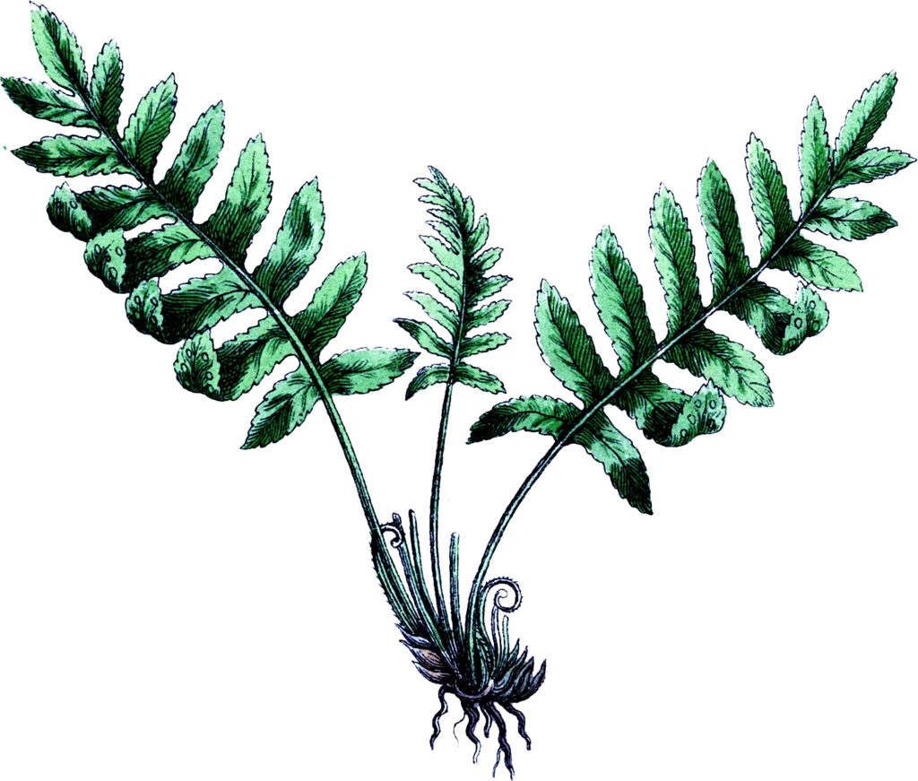 Vintage Botanical Fern Image