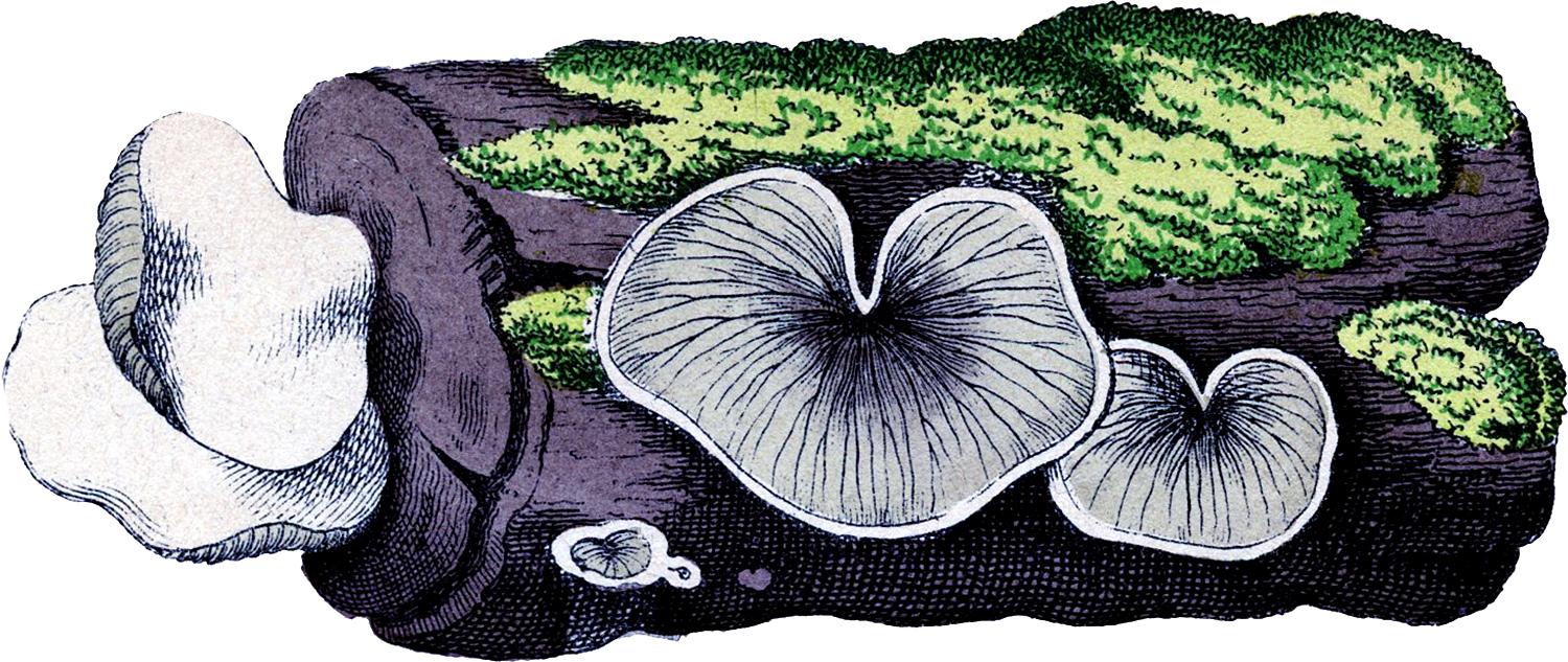 Mushroom Drawing Easy! - The Graphics Fairy