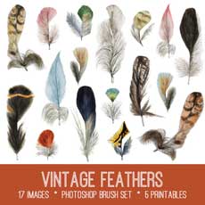 feathers collage