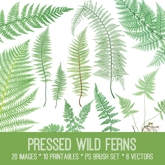 Pressed Wild Ferns Image Kit