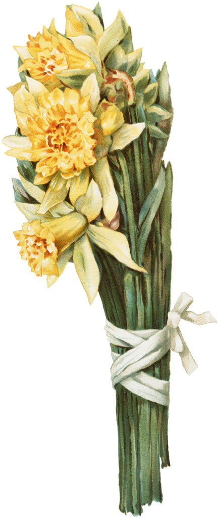 Vintage Daffodils Image